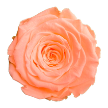 Load image into Gallery viewer, Preserved rose in peach
