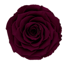 Load image into Gallery viewer, Preserved rose in Bordeaux
