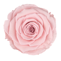 Preserved rose in creamy pink