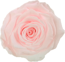 Load image into Gallery viewer, Preserved rose in pink blush
