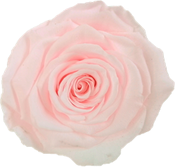 Preserved rose in pink blush