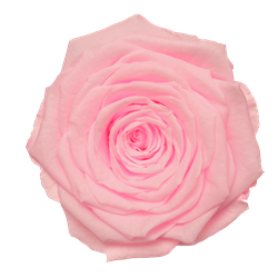 Preserved rose in medium pink