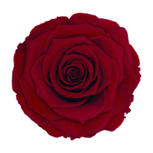 Load image into Gallery viewer, Preserved rose in red
