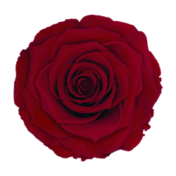 Preserved rose in red