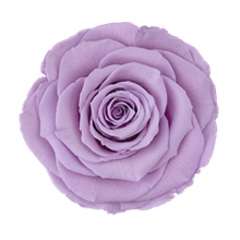 Load image into Gallery viewer, Preserved rose in lavender
