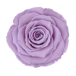 Preserved rose in lavender