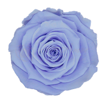 Load image into Gallery viewer, Preserved rose in light periwinkle
