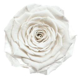 Preserved rose in pure white