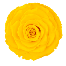 Load image into Gallery viewer, Rose Amor Large Preserved Rose Six Packs In Bright Yellow
