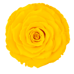 noscript-image-Preserved Rose on Stem in Yellow by Rose Amor