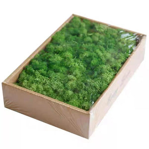 One pound of preserved green moss