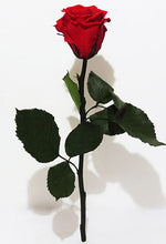 Load image into Gallery viewer, Stemmed preserved rose
